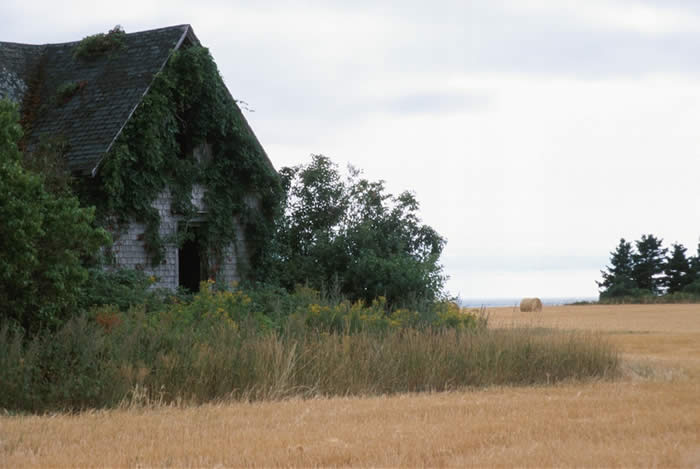 Louise Lenahan Wallace offers touching tales set on the 1880's Old West